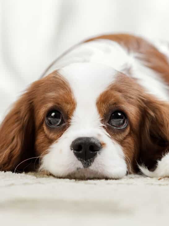 9 Essential Tips to Help Deal with Pet Separation Anxiety