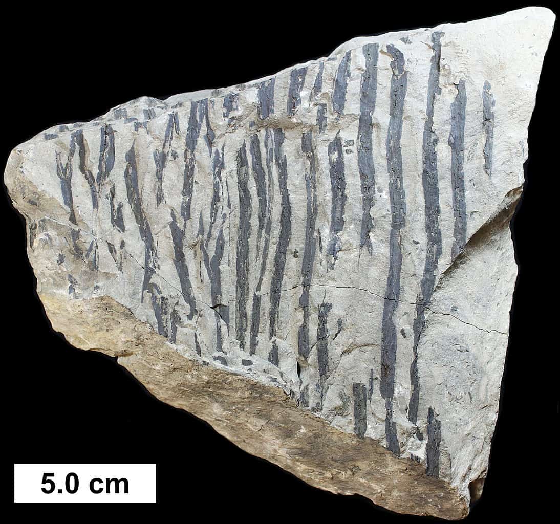 Cladoxylopsid