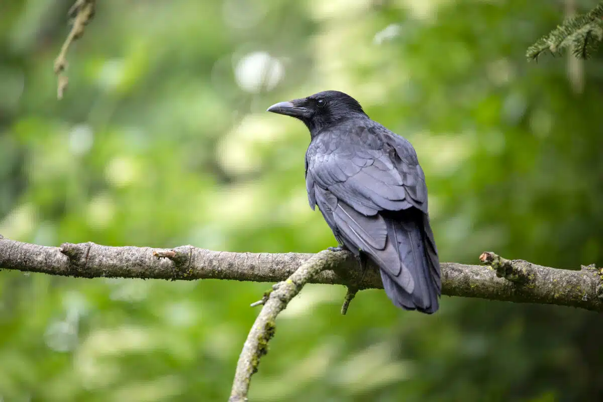 crow