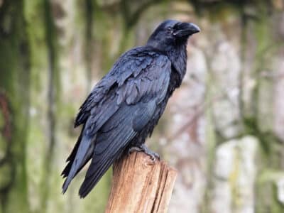 How Crows Recognize People and Why It Matters