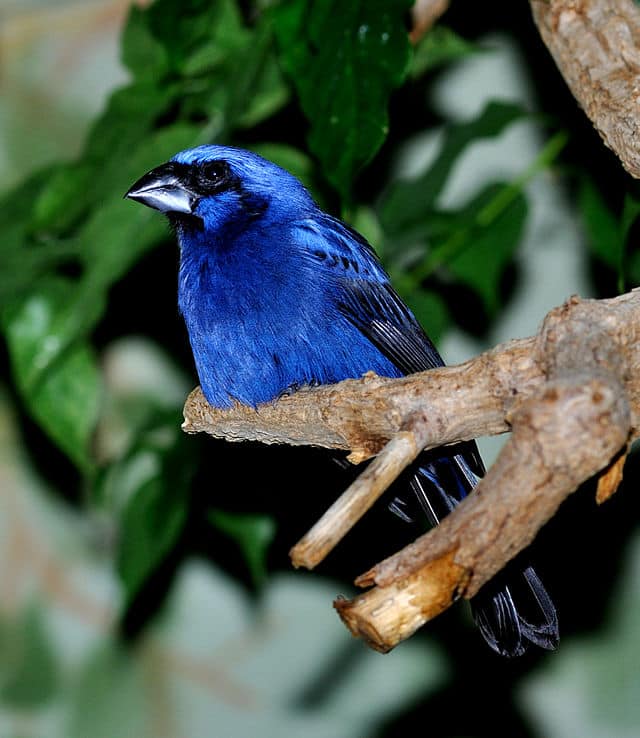 ultramarine grosbeak