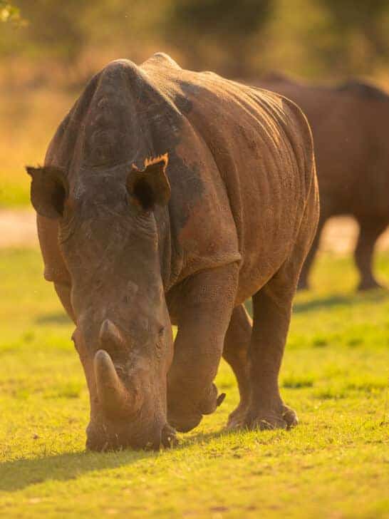 The AMES Foundation and Their Fight Against Rhino Poaching