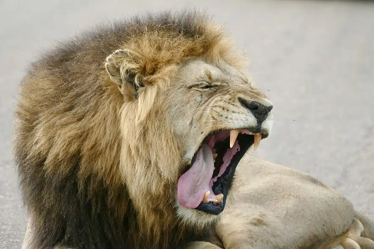 African lion yawn