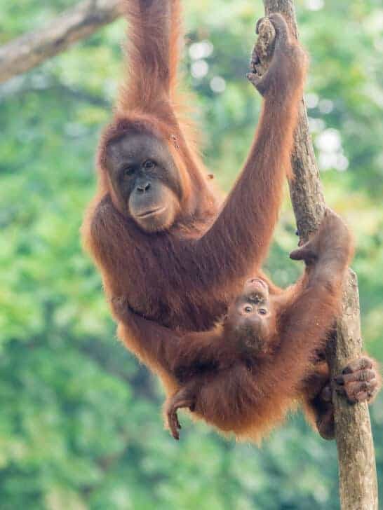 Crisis for Sumatran Orangutans: 2024 Update