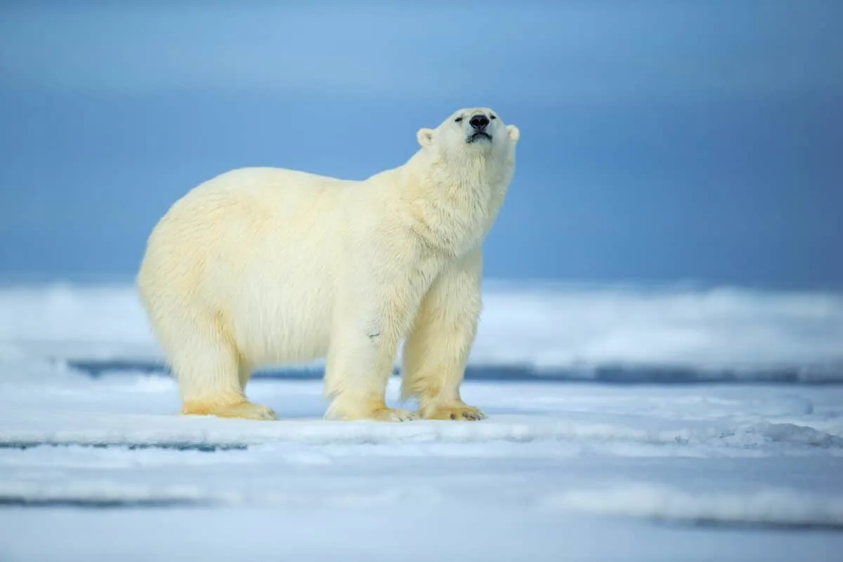 Watch Woman Jumps Into Polar Bear Enclosure During Feeding Time Animals Around The Globe