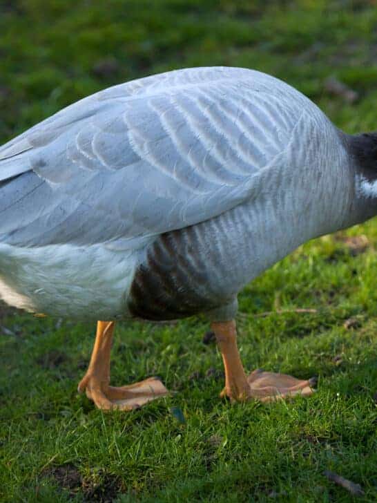 This Bird Flies the Highest of Any on Earth&mdash;Over the Himalayas
