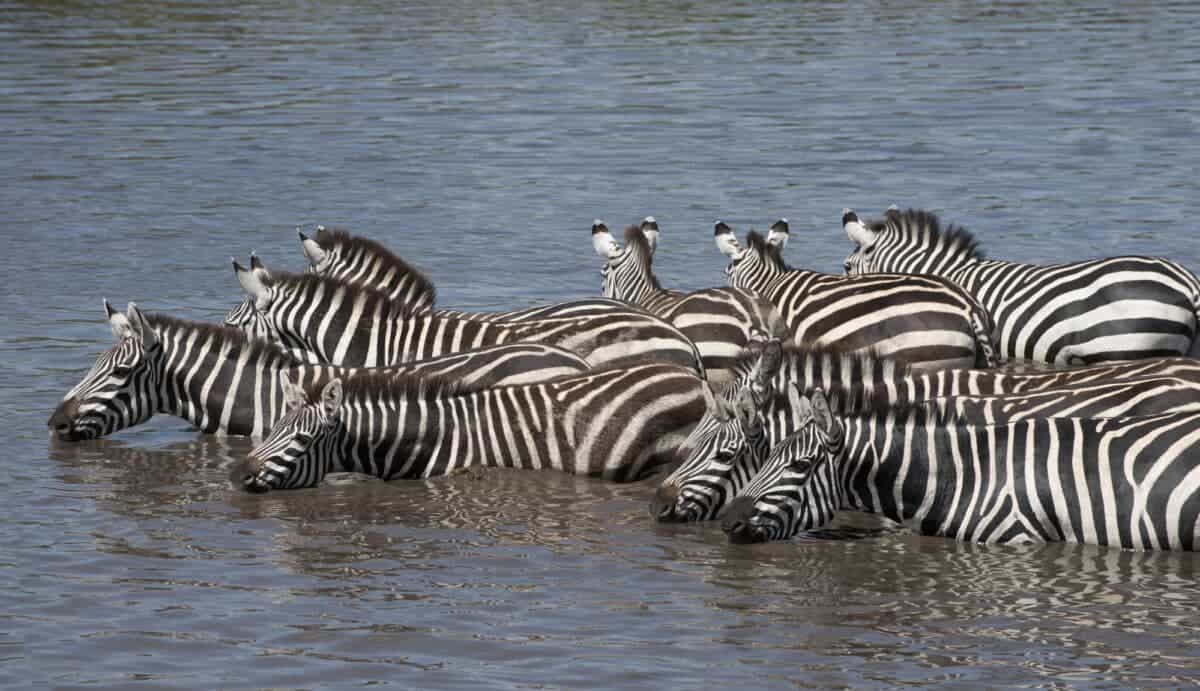 herd of zebras drinking water