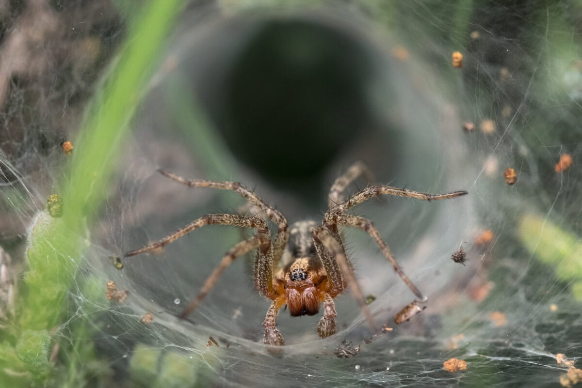 Funnel-web spider