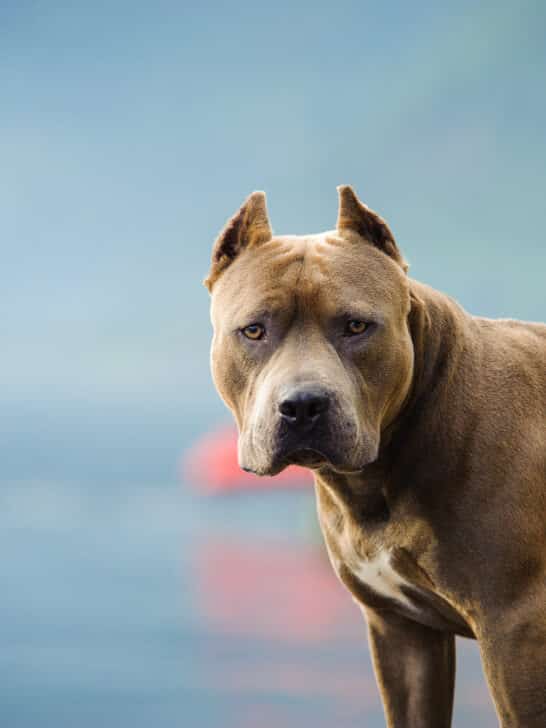 Dog Breeds With The Highest Record Of Human Attacks