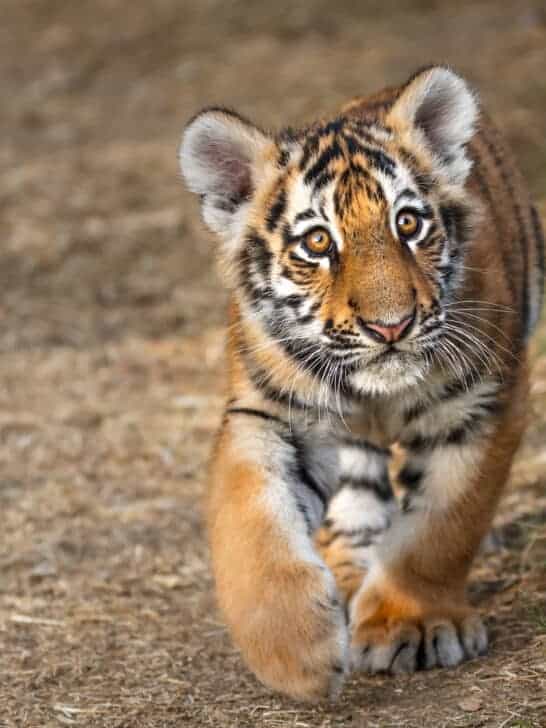 Tigers at a Crossroads: The State of the Big Cats in 2024