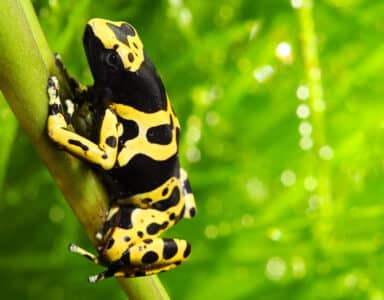 Evolution of Venom: How Poisonous Animals Use It for Survival