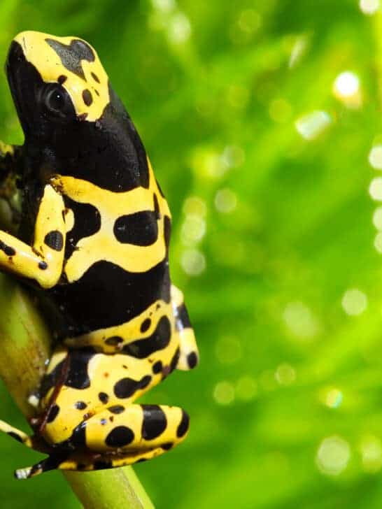 Evolution of Venom: How Poisonous Animals Use It for Survival