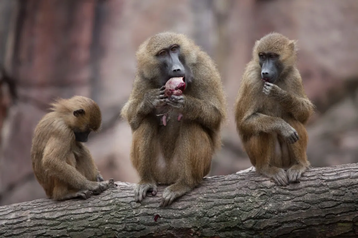 Guinea baboon (Papio papio).from Depositphotos