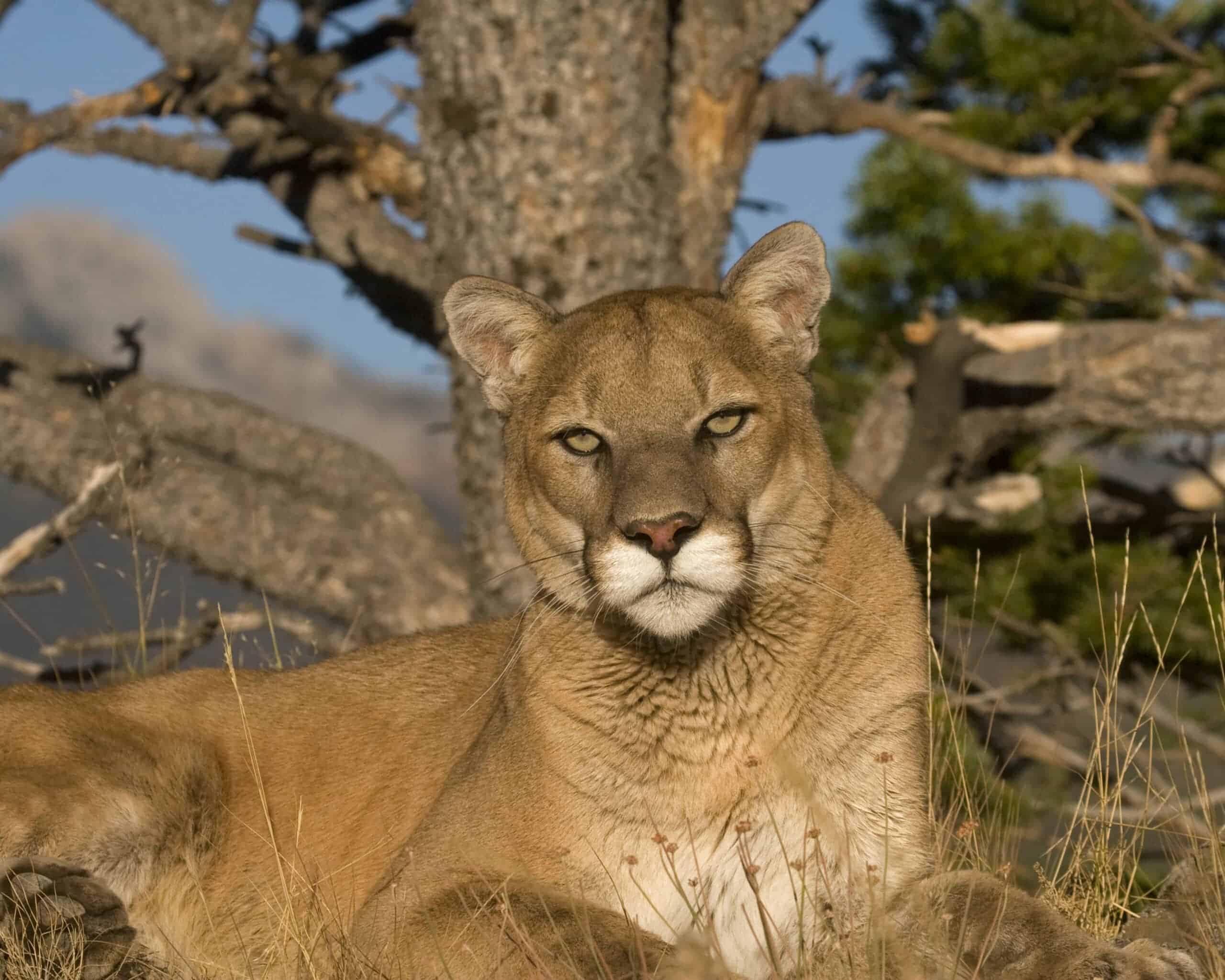 cougar
