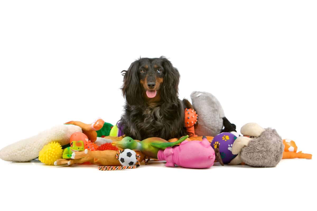 Old dachshund sitting on a pile of toys. Eriklam/ Depositphotos