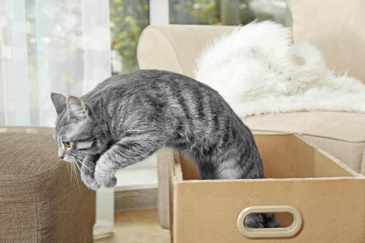 Cute cat jumping from cardboard box at home. Belchonock/ Depositphotos