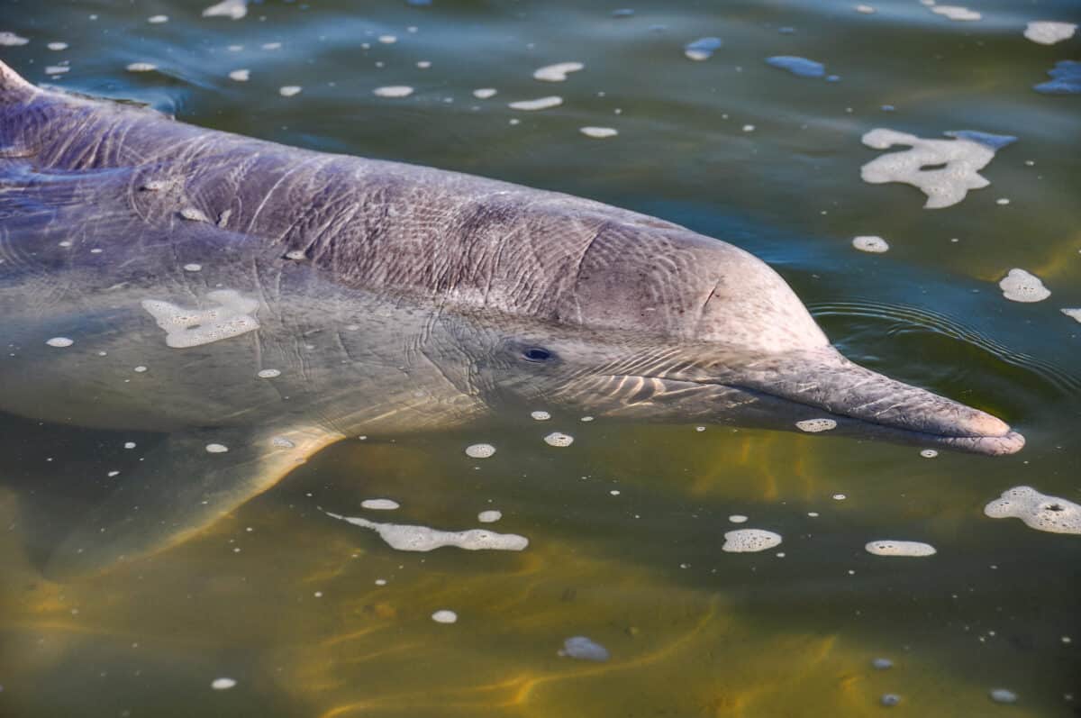 river dolphin