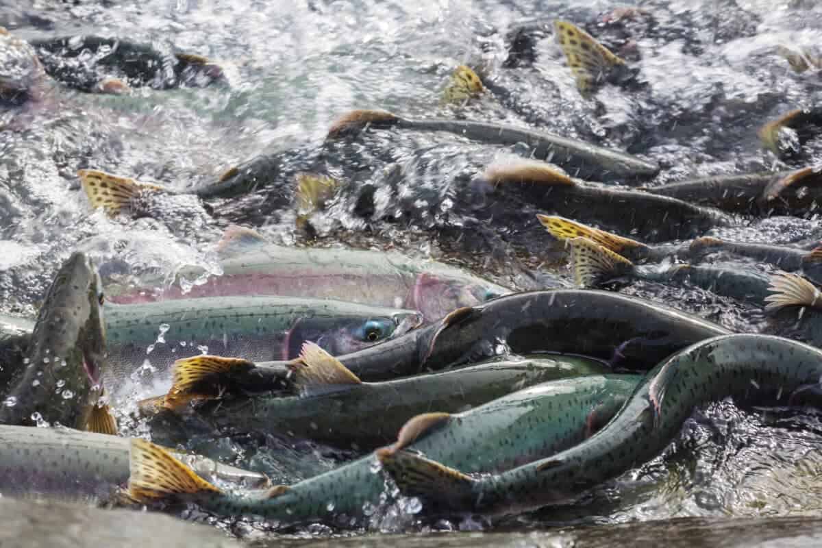 salmon spawning journey