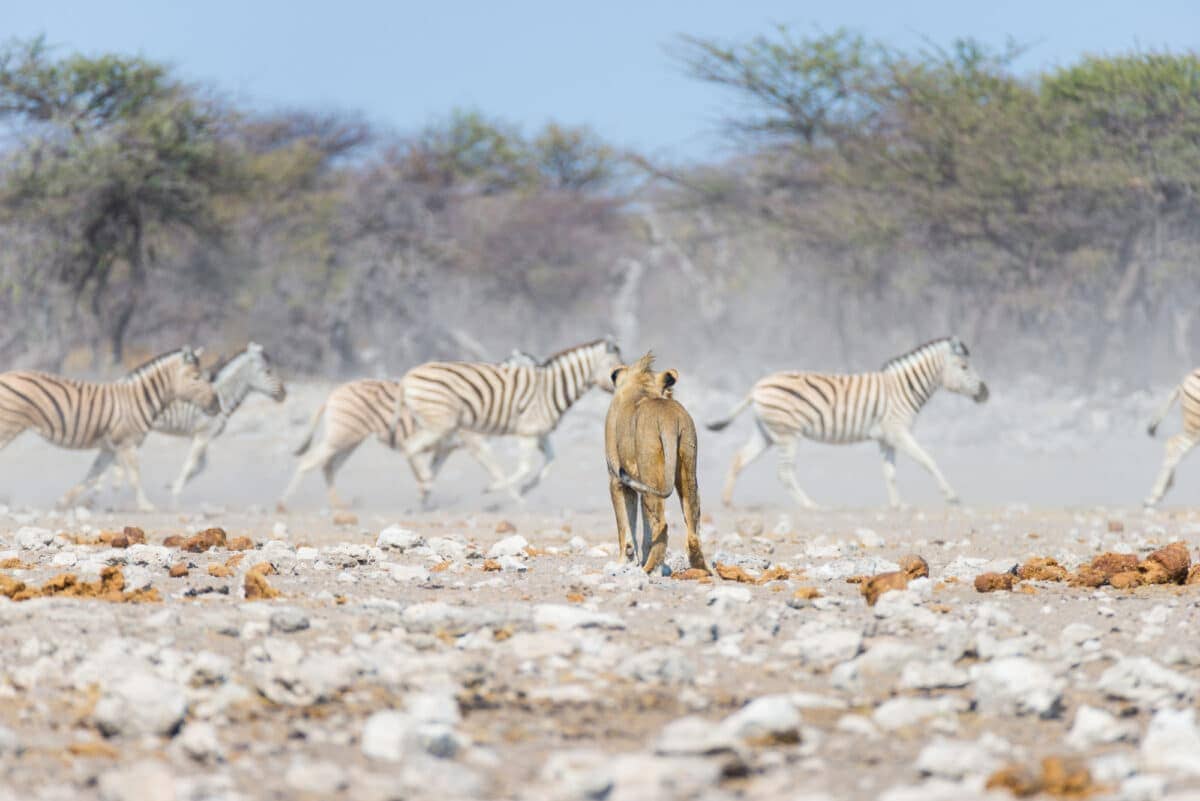 lion hunting zebras