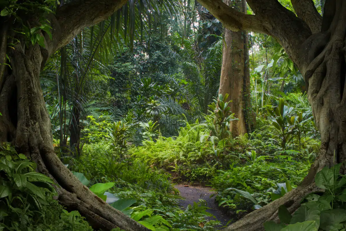 Tropical jungle in Southeast Asia. Teotarras/ Deposit Photos