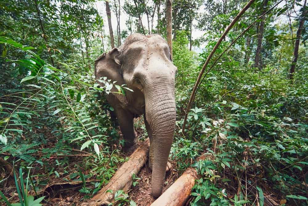 asian elephant steals sugarcane