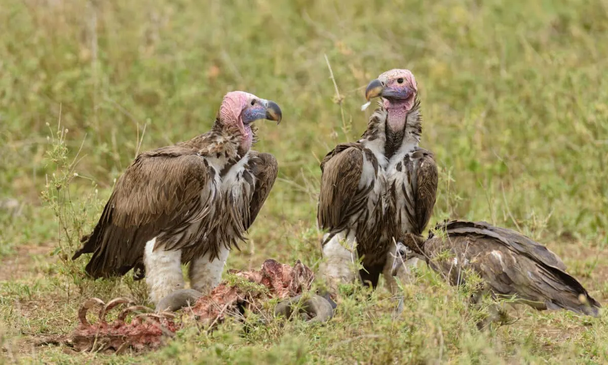 Vultures