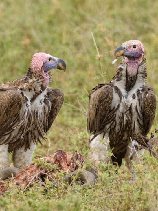 What Crows and Vultures Are Doing for Your Local Ecosystem
