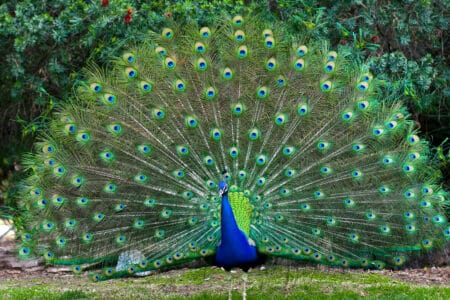 9 Animals With the Most Vibrant Colors in Nature