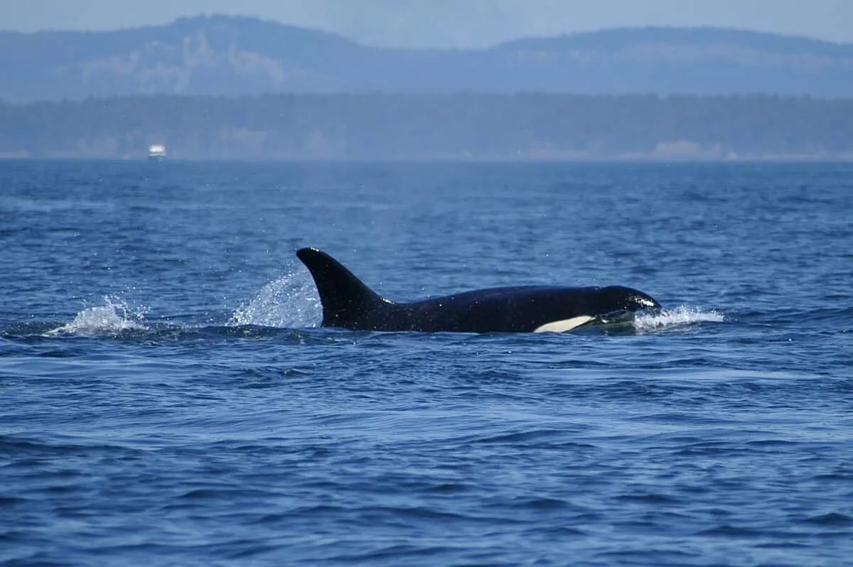 Killer whale