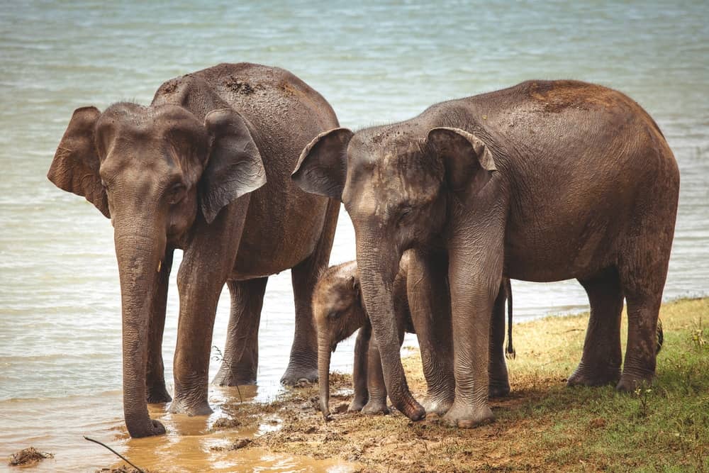 asian elephant herd