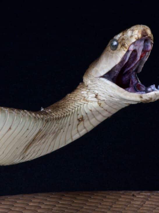 Live Snake Discovered Onboard Flight to Bangkok