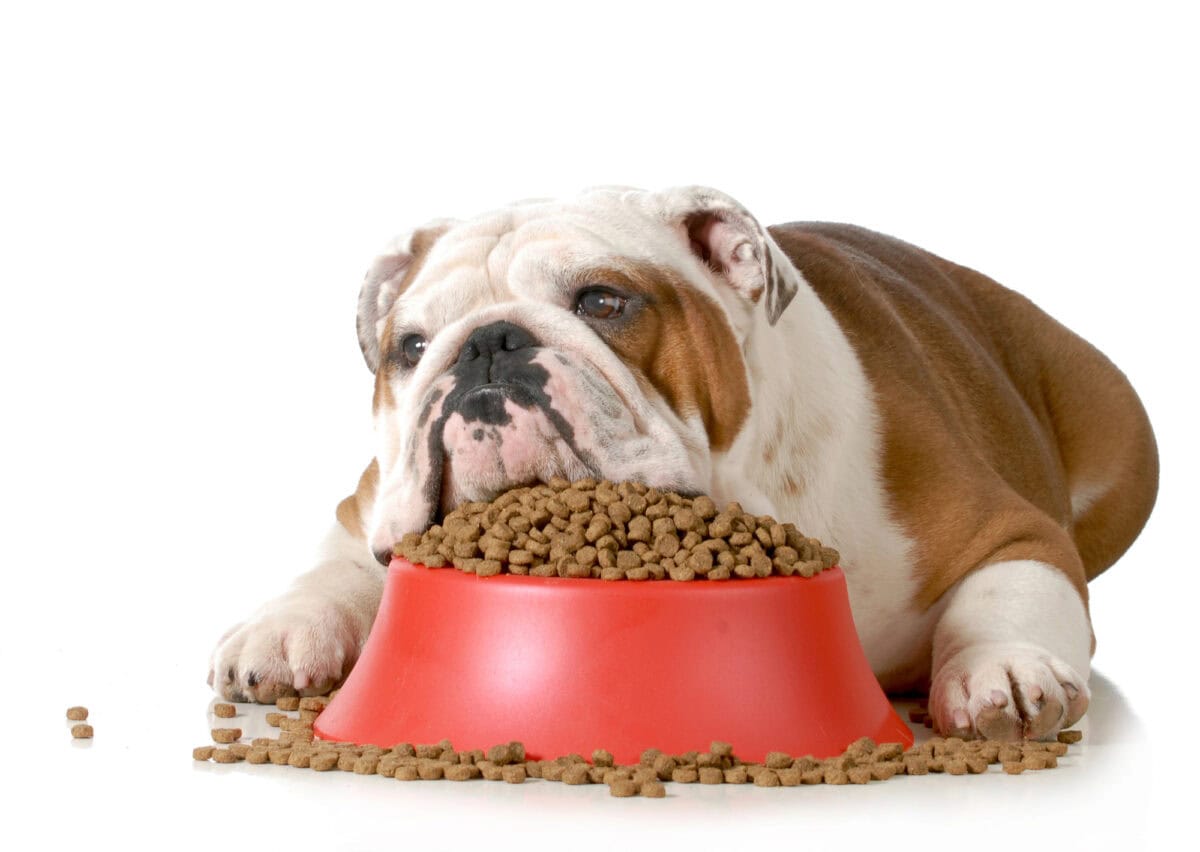 Bulldog