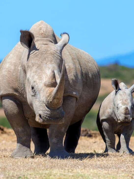 Rhinos in 2024: Navigating Decline and Environmental Challenges