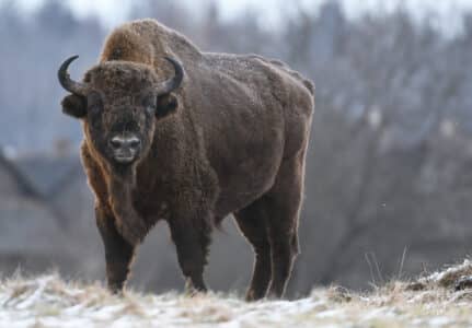 Animals Making a Comeback in 2024 Thanks to Conservation Efforts