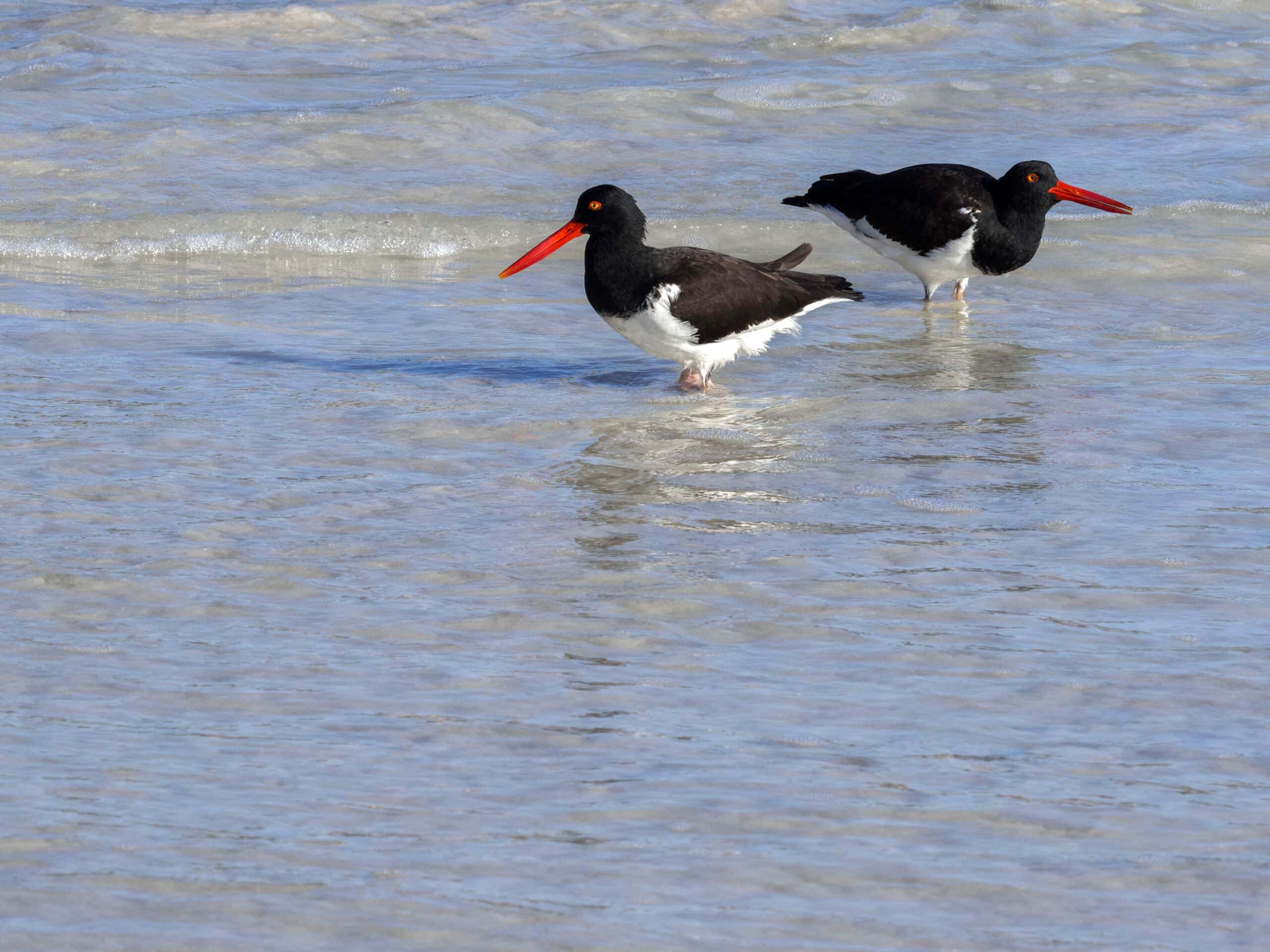 American Oystercatcher