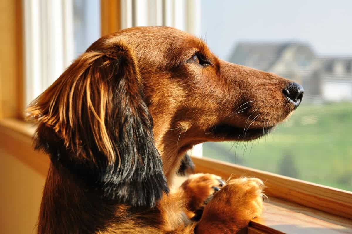 Long Haired Miniature Dachshund Looking out a Window. Herreid/ Depositphotos