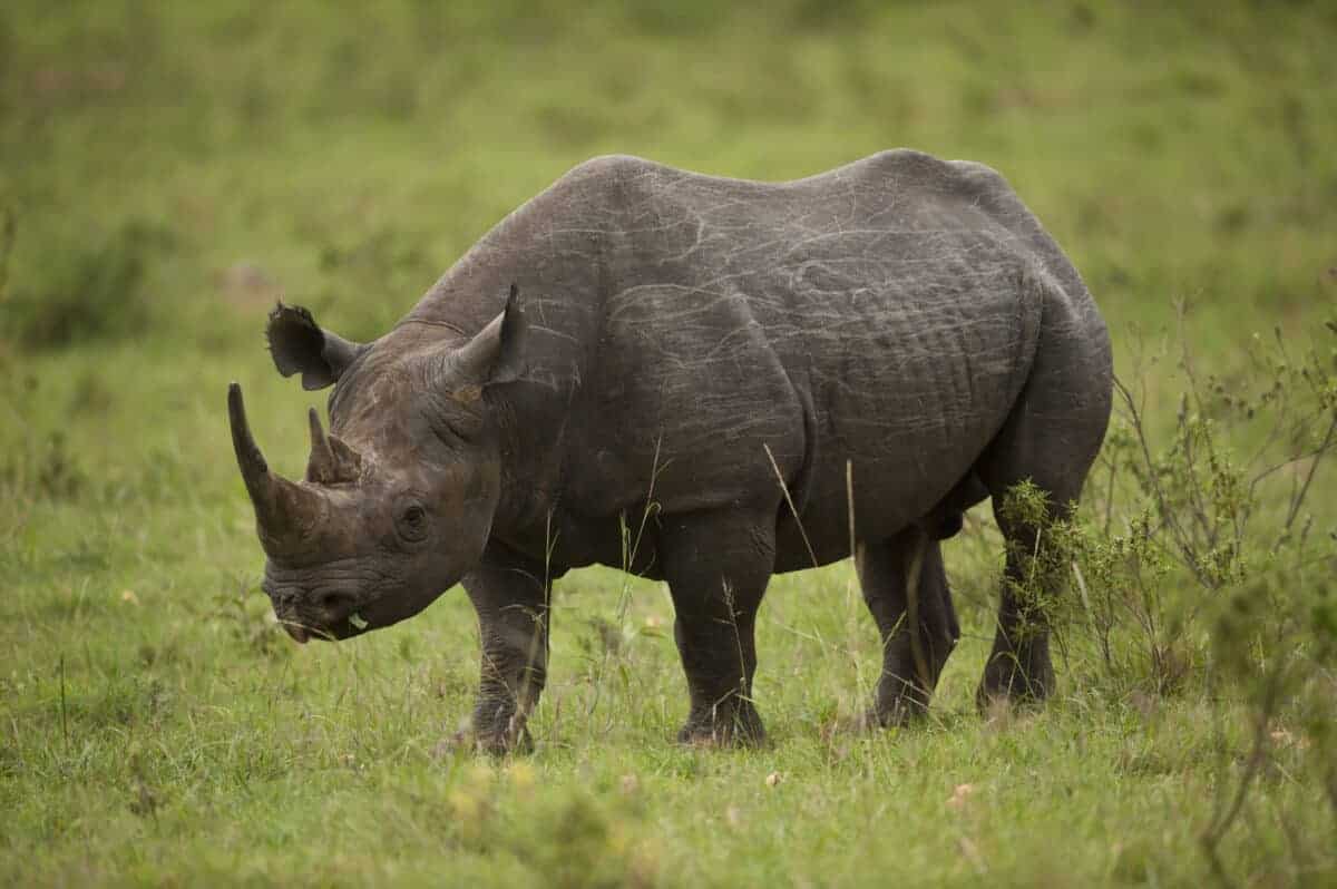 Rhinos in grass 