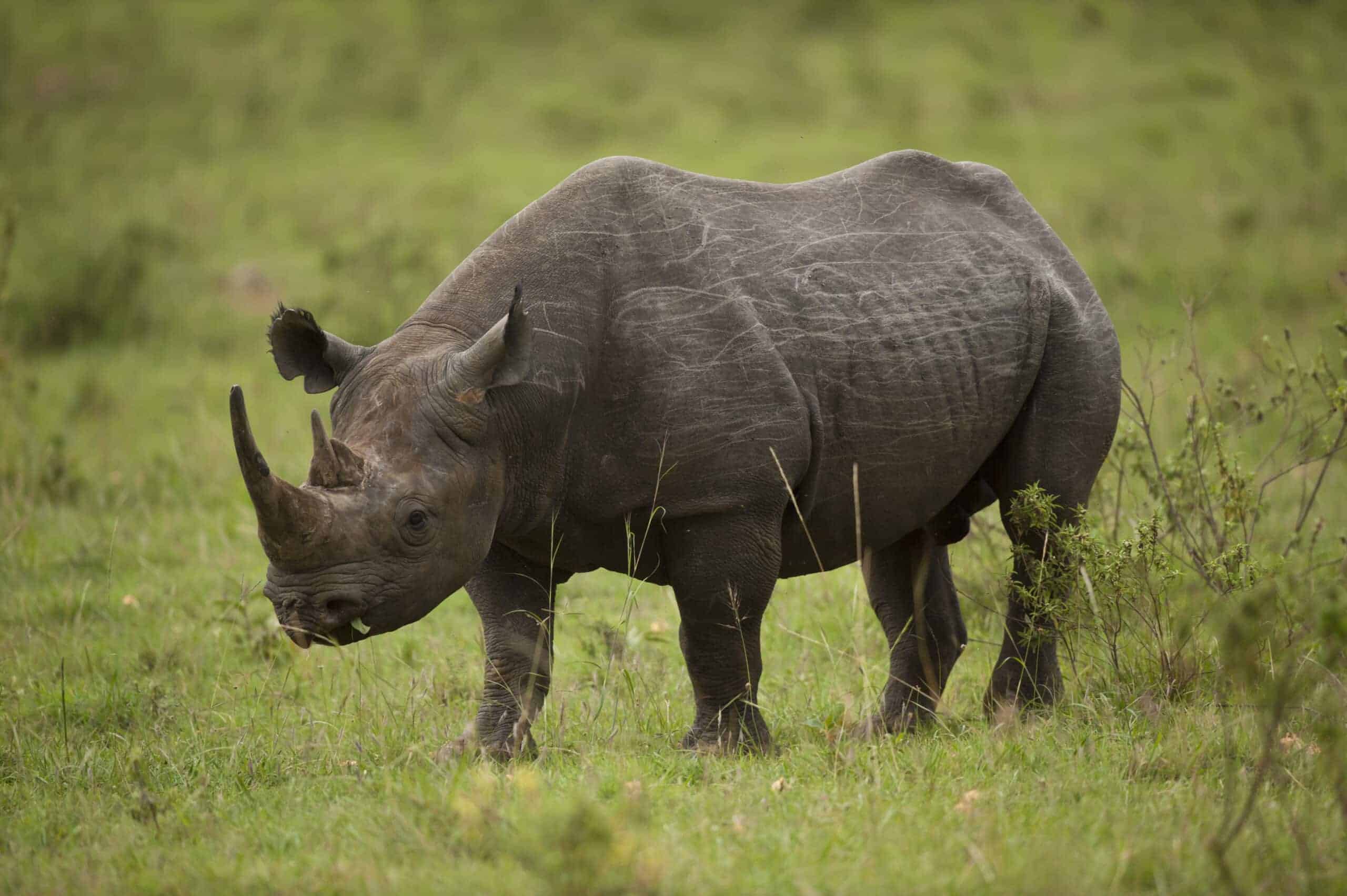 Rhinos in grass