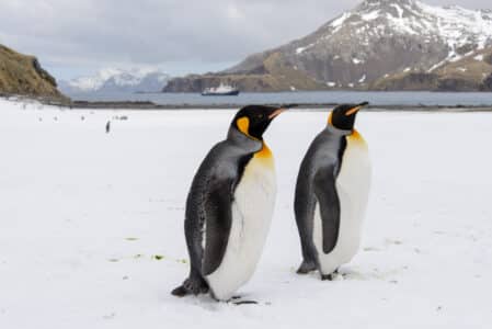 How Far Do Emperor Penguins Walk? A lot.