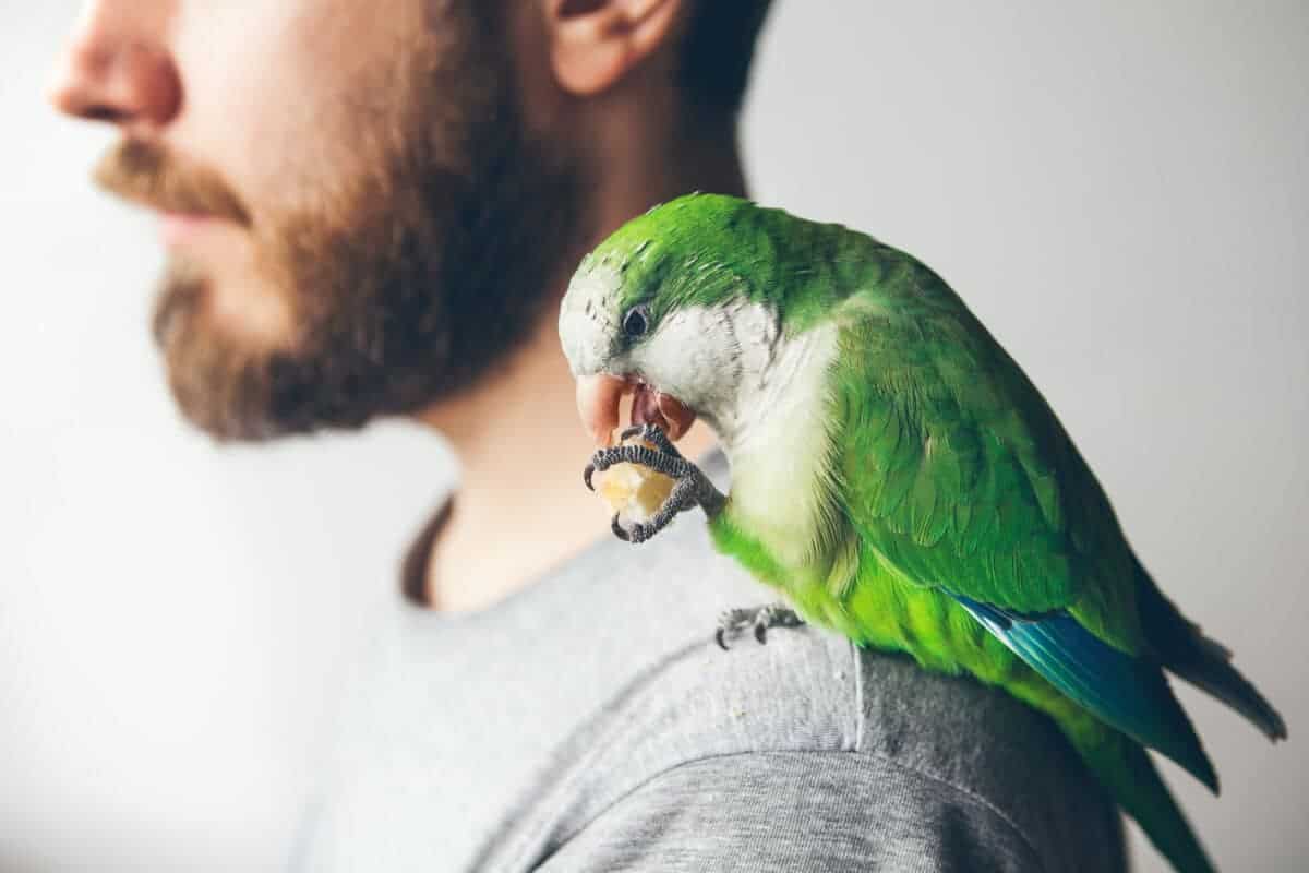 Beautiful green Monk paraquat is holding bread with his paw and is eating it while sitting on beard men shoulder. Igvee/ Depositphotos