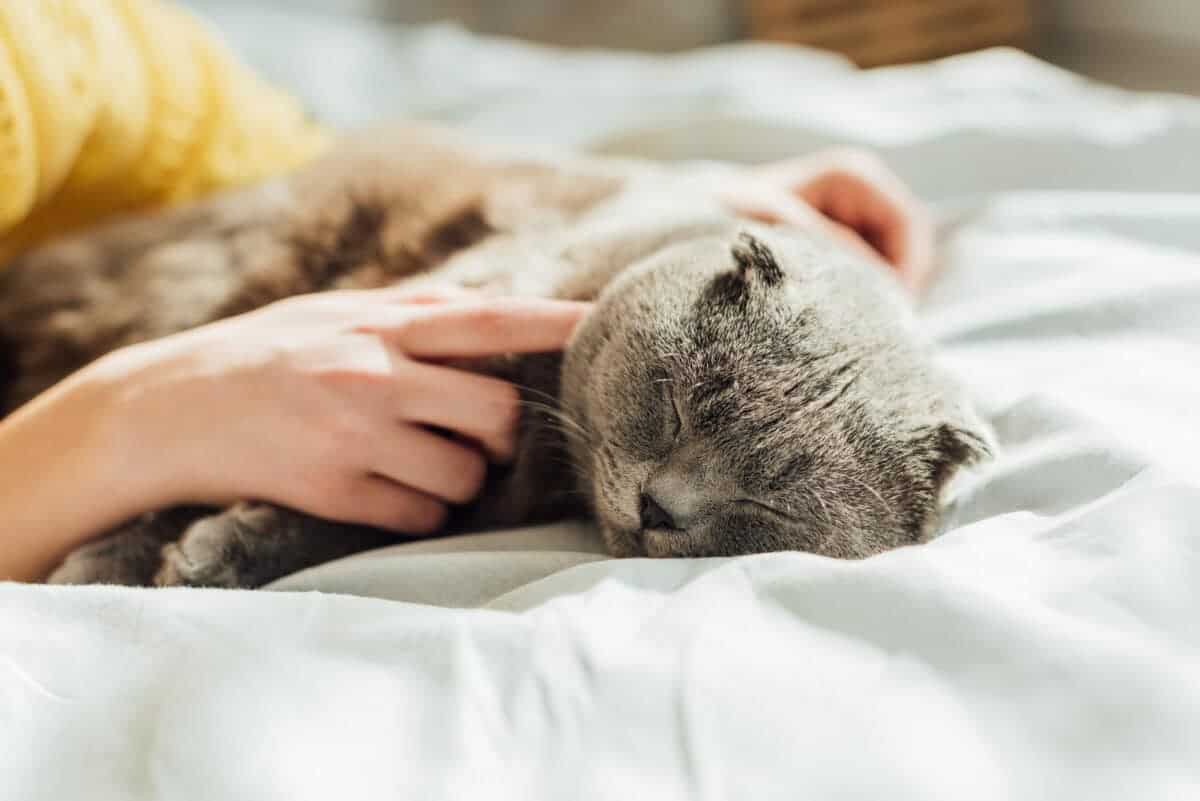 Grey sleepy cat. AllaSerebrina/ Depositphotos