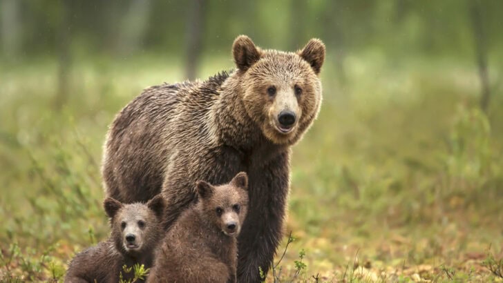 Grizzly Bear Supermom Spotted in Yellowstone with Incredible Five Cubs Litter