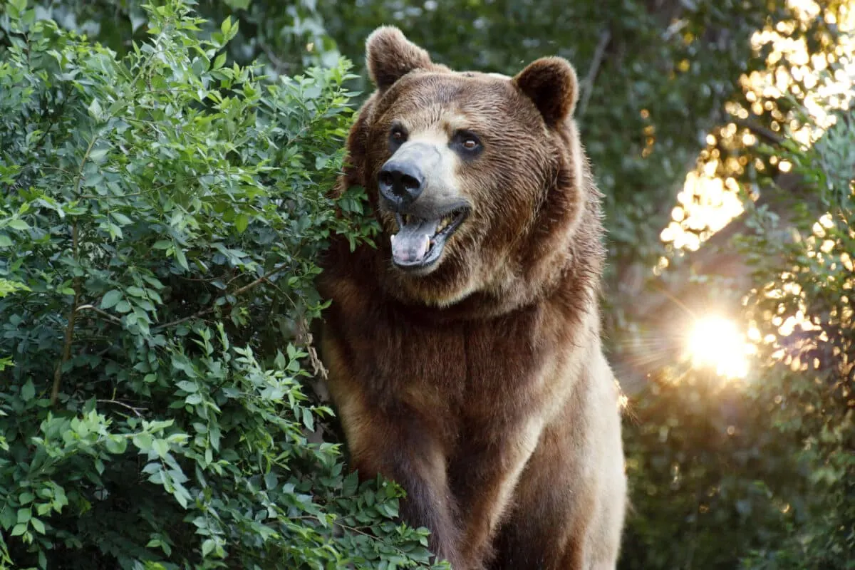 Large Grizzly Bear