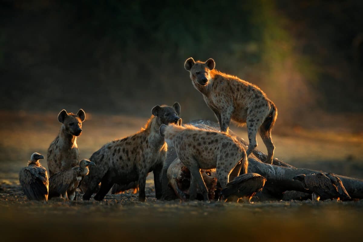 pack of hyenas