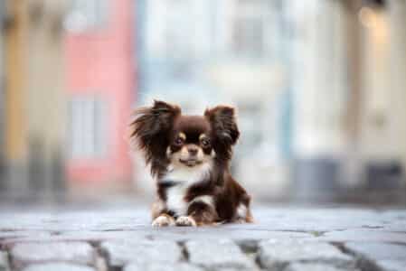 Meet The Smallest Dog Breed in the World, The Chihuahua