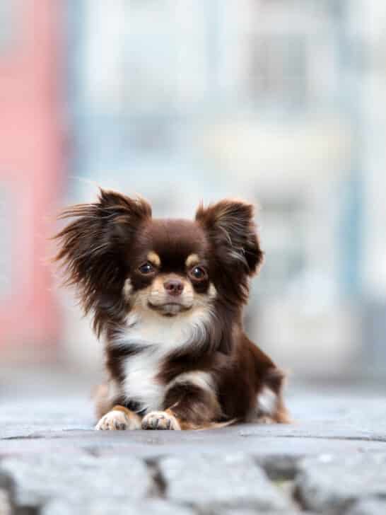 Meet the smallest dog breed in the world: Chihuahua