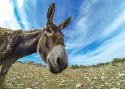 Watch Donkey Versus Two Goats