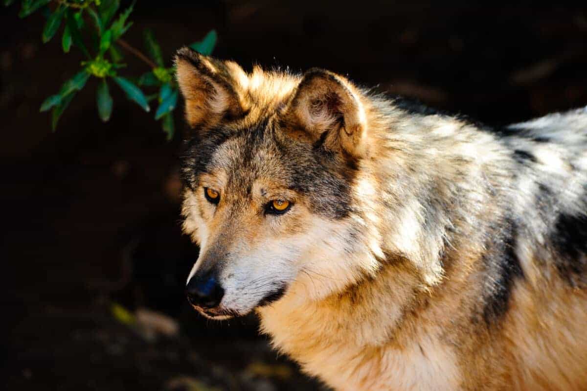 mexican gray wolf