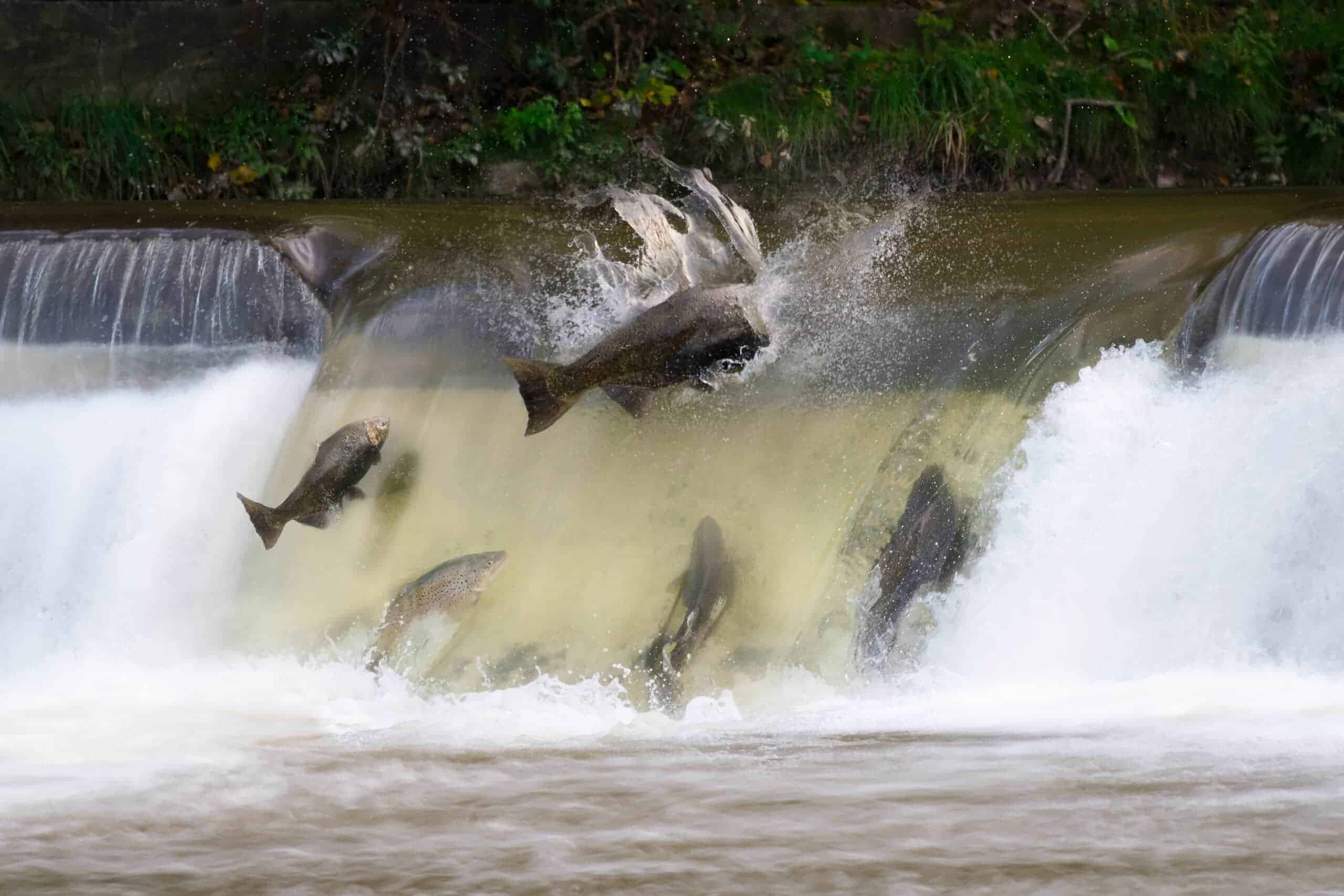 Salmon