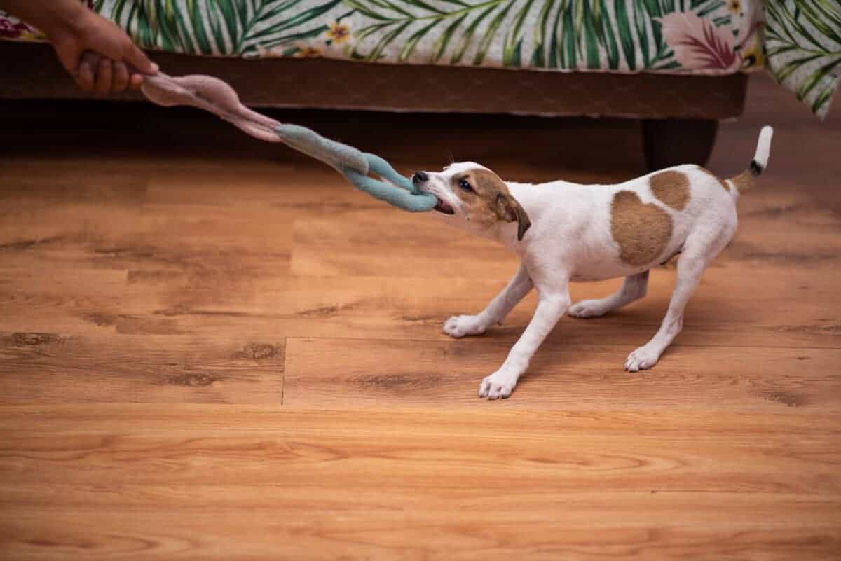 Cute puppy playing tug of war. Rushay/ Depositphotos
